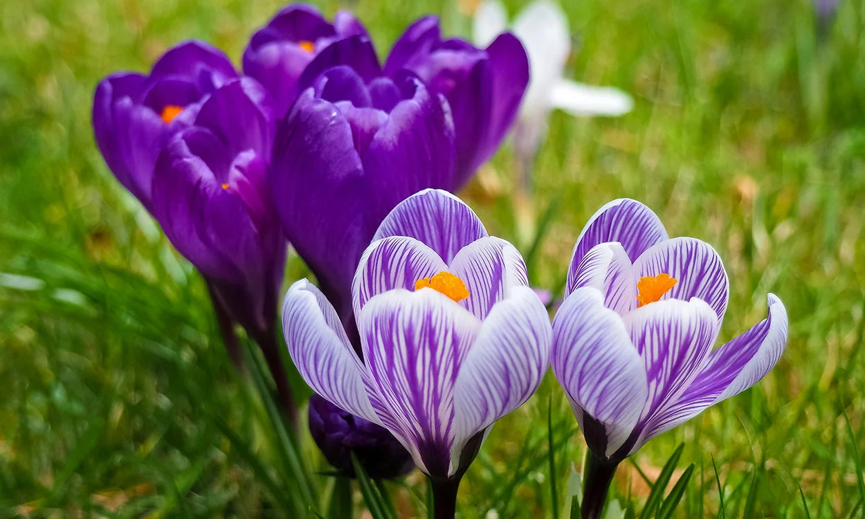 La influencia de la primavera en nuestro cabello